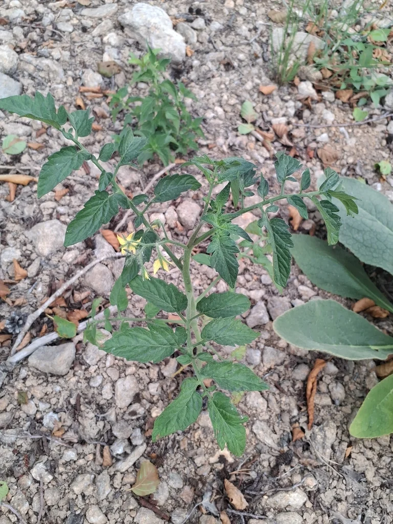 Solanum lycopersicum
