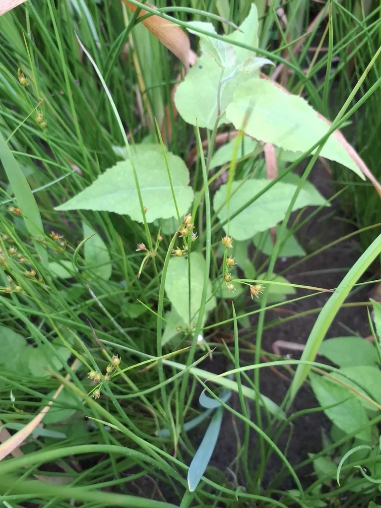 Juncus Tenuis