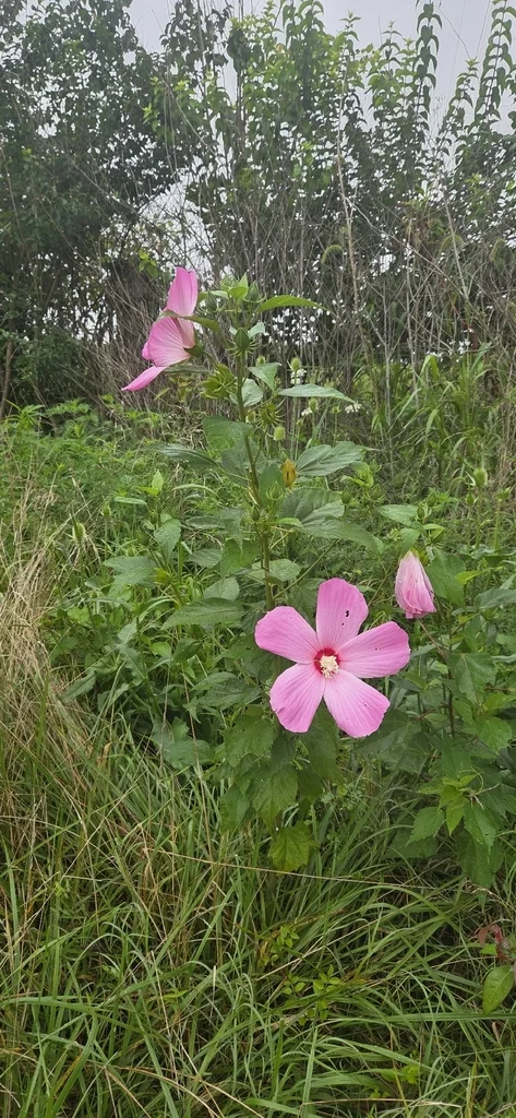 Hibiscus Moscheutos