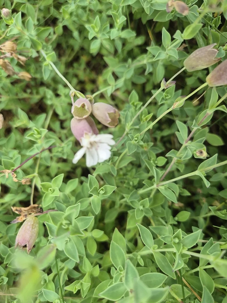 Silene Uniflora
