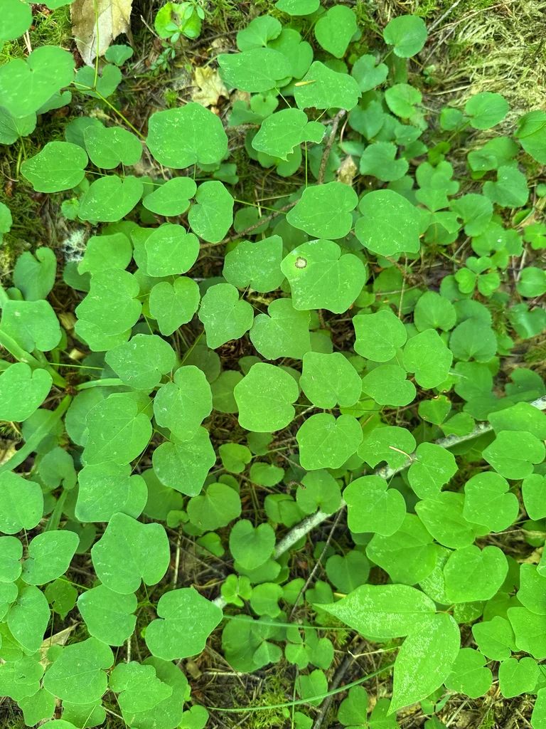 Vancouveria Hexandra