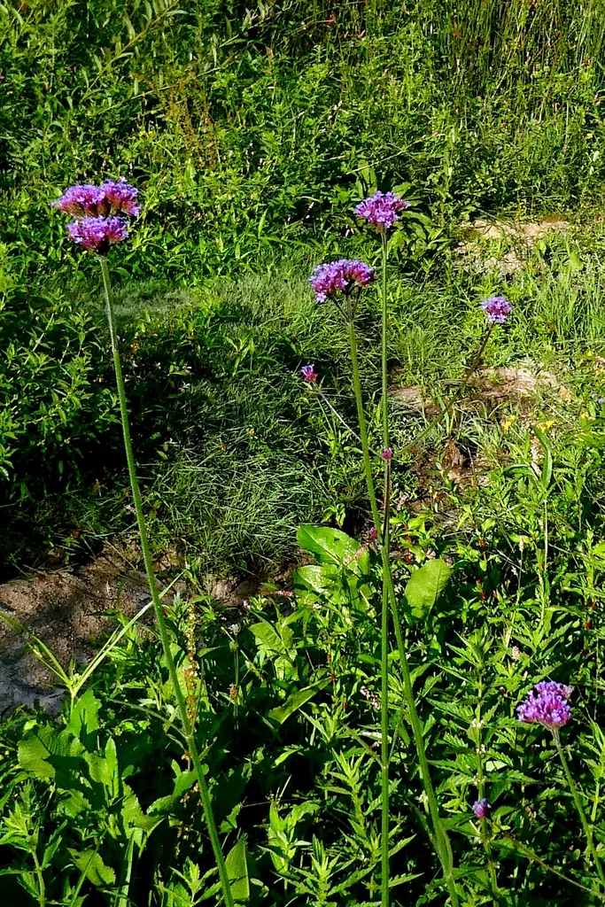Verbena Bonariensis