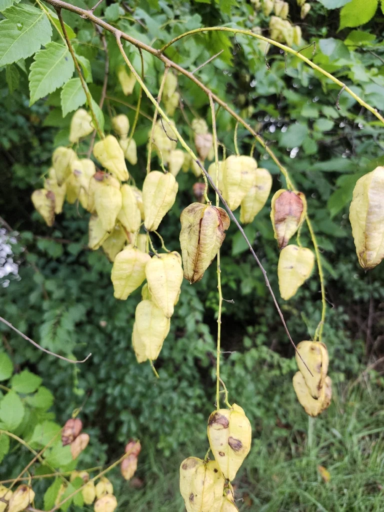 Koelreuteria Paniculata
