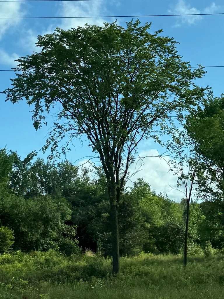 Ulmus Americana