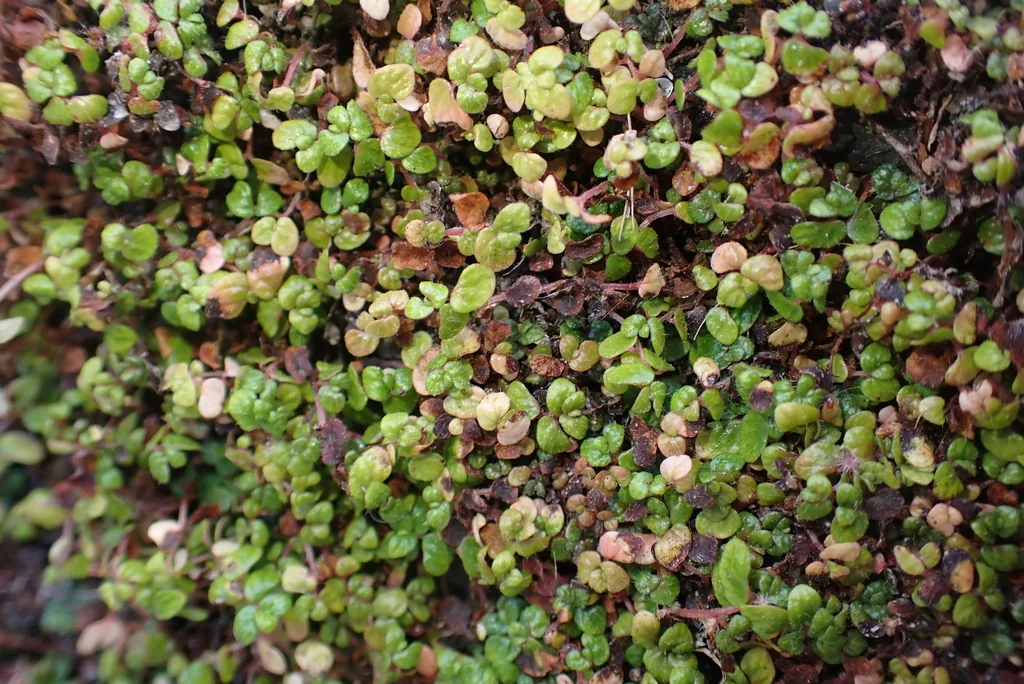 Soleirolia Soleirolii
