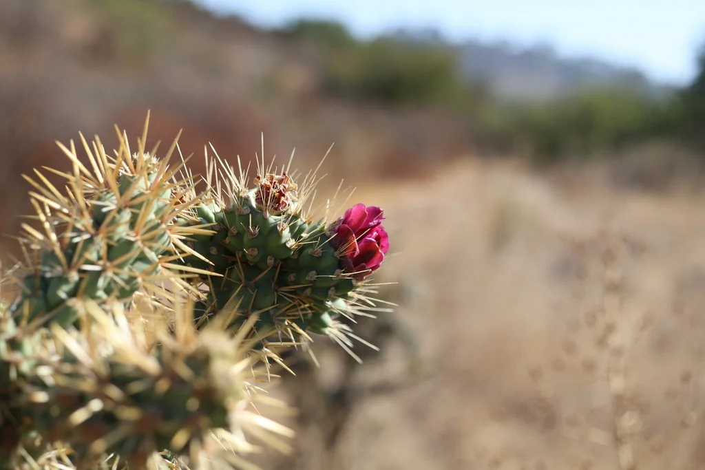Cylindropuntia prolifera