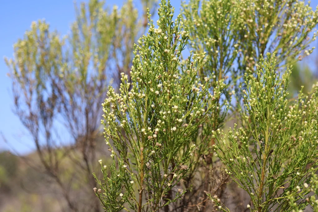 Baccharis Sarothroides