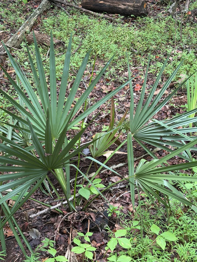 Sabal Minor