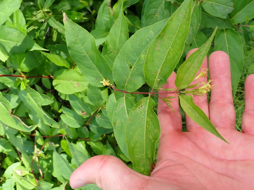 Diervilla Lonicera