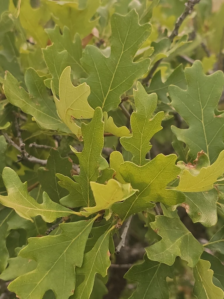 Quercus Gambelii