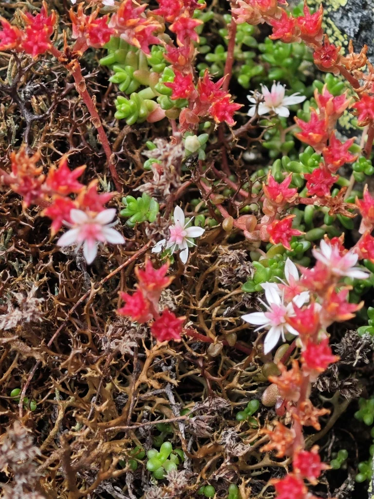 Sedum Anglicum