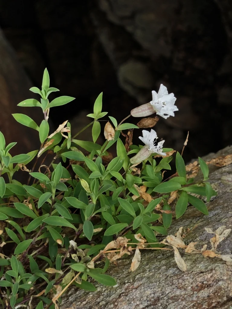 Silene Uniflora