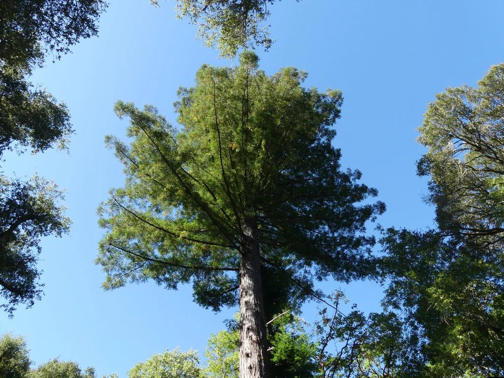 Sequoia sempervirens