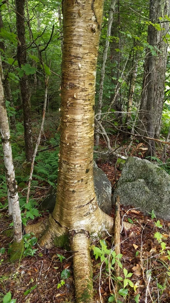 Betula Alleghaniensis