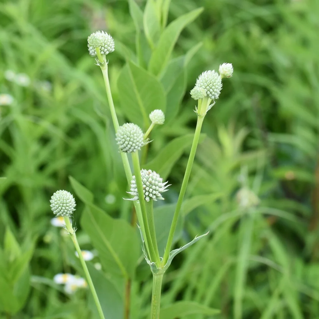Eryngium Yuccifolium