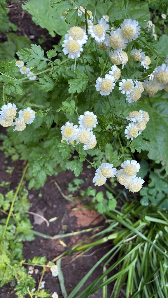 Tanacetum Parthenium