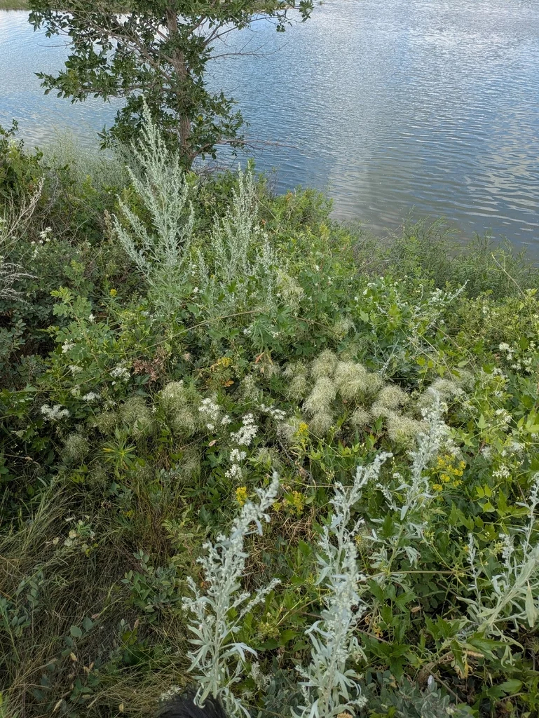 Clematis Ligusticifolia