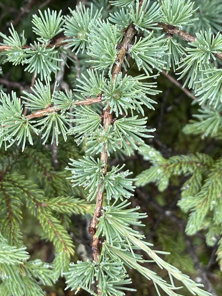 Larix Laricina