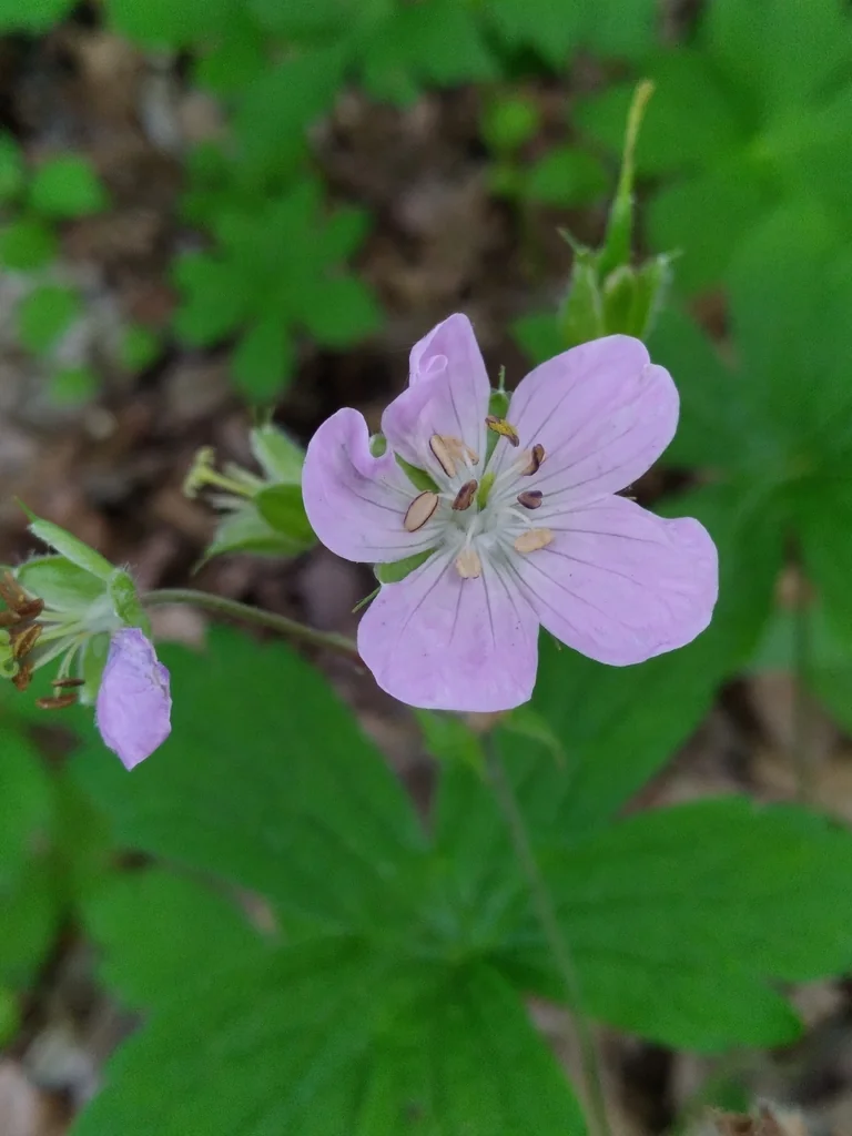 Geranium Maculatum