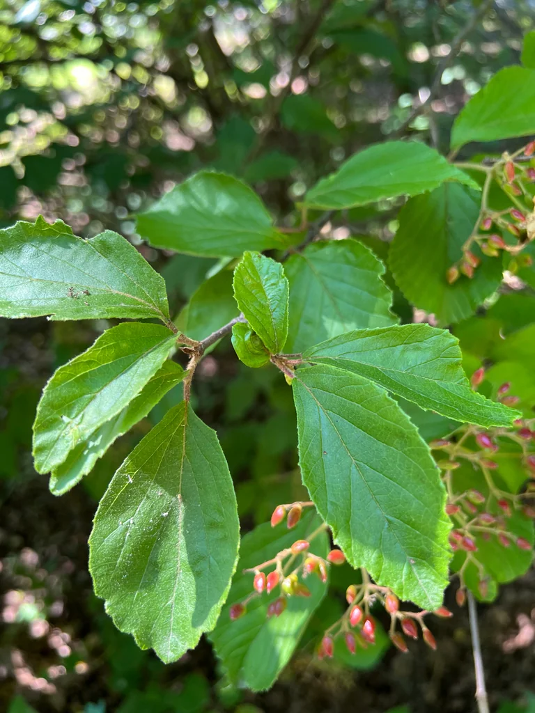 Viburnum dilatatum