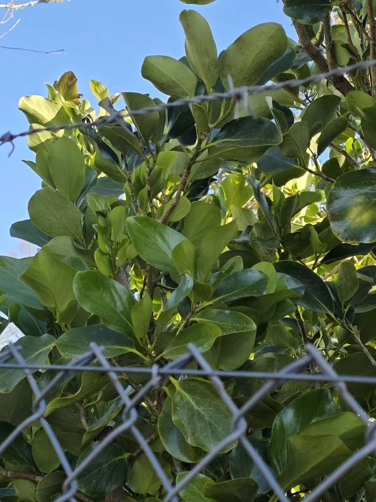 Griselinia Lucida