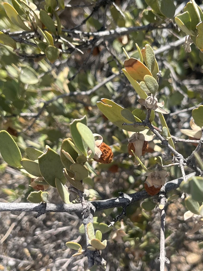 Simmondsia Chinensis