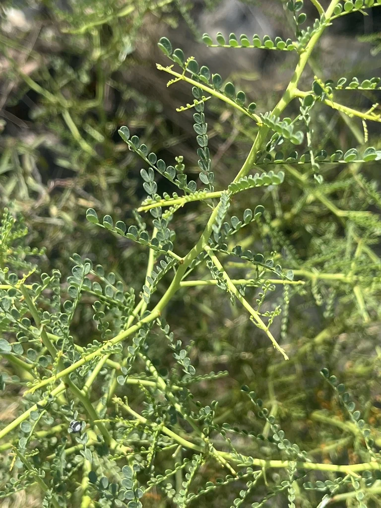 Parkinsonia Microphylla