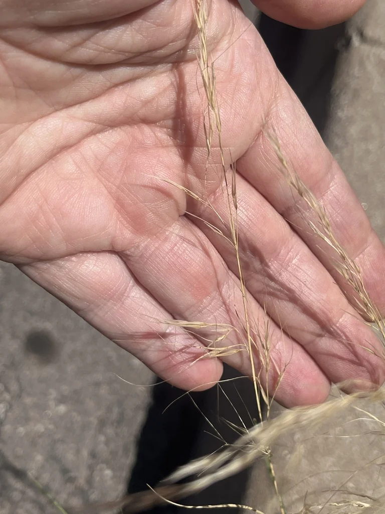 Aristida Purpurea