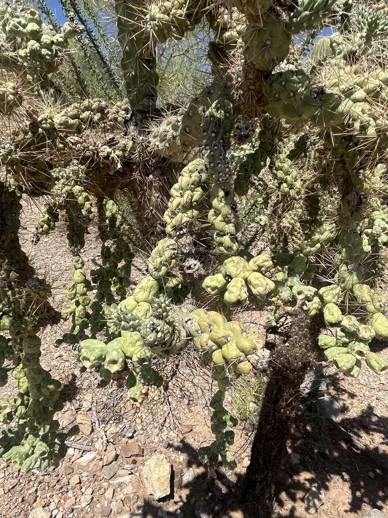Opuntia Fulgida