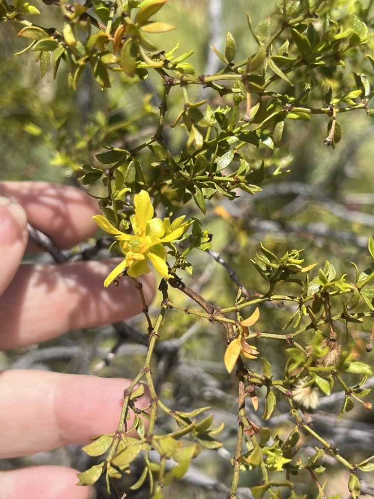 Larrea Tridentata