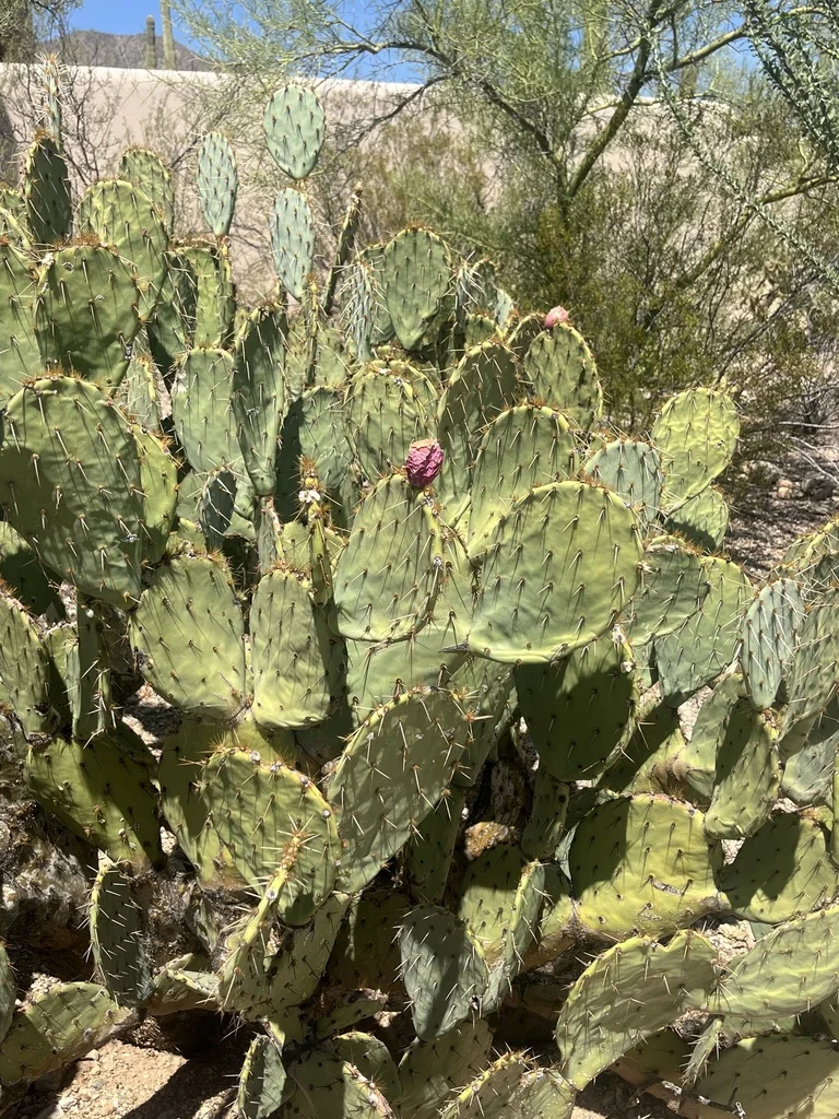Opuntia Engelmannii