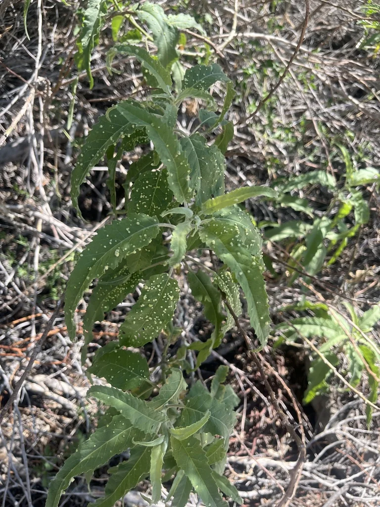 Ambrosia Ambrosioides