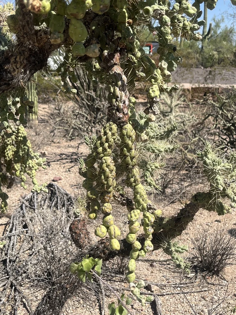 Opuntia Fulgida