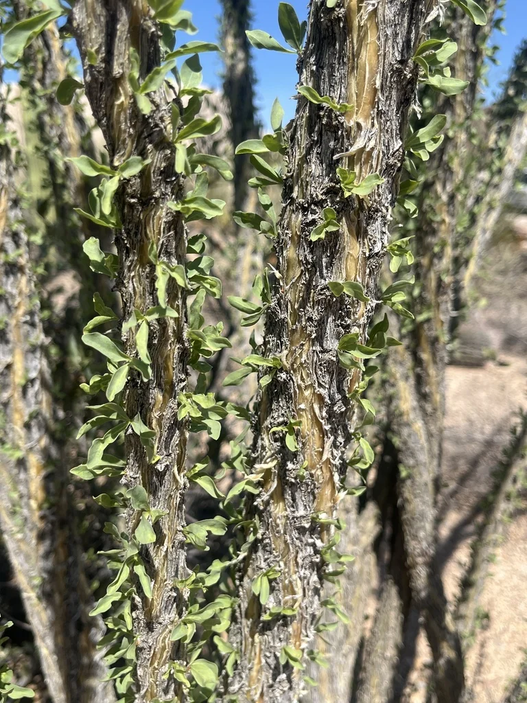 Fouquieria Splendens