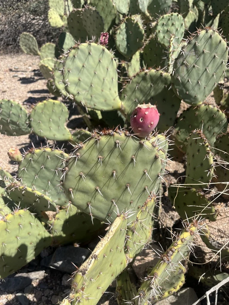Opuntia Engelmannii