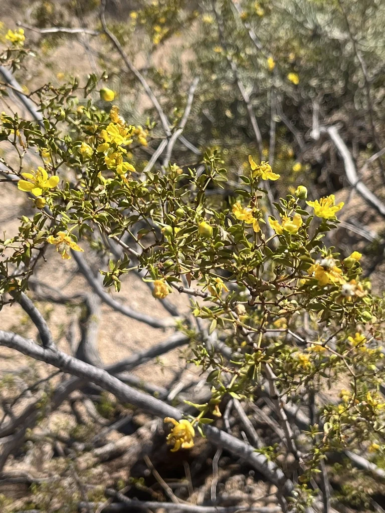 Larrea Tridentata