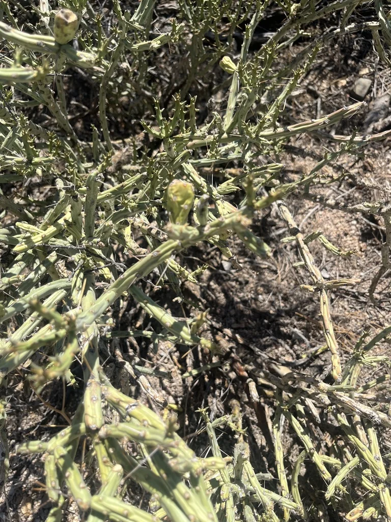 Cylindropuntia Arbuscula