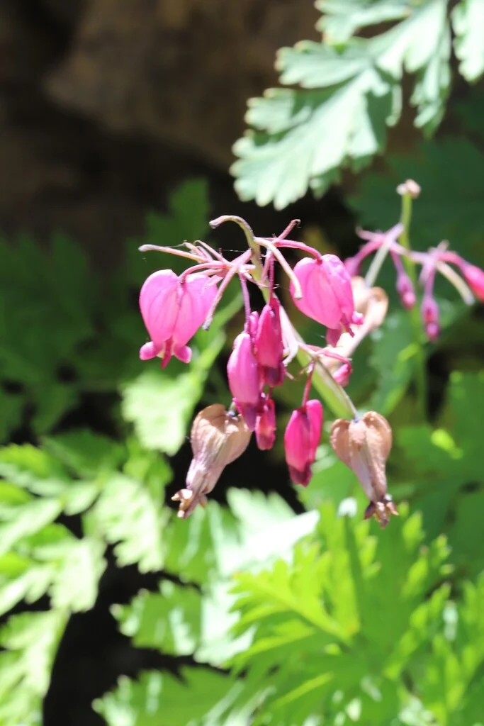 Dicentra Formosa