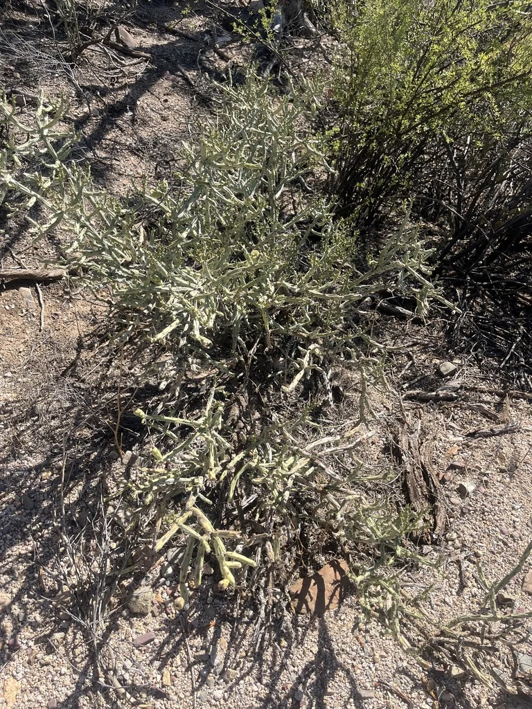 Cylindropuntia Arbuscula