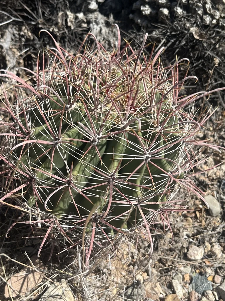 Ferocactus Wislizeni