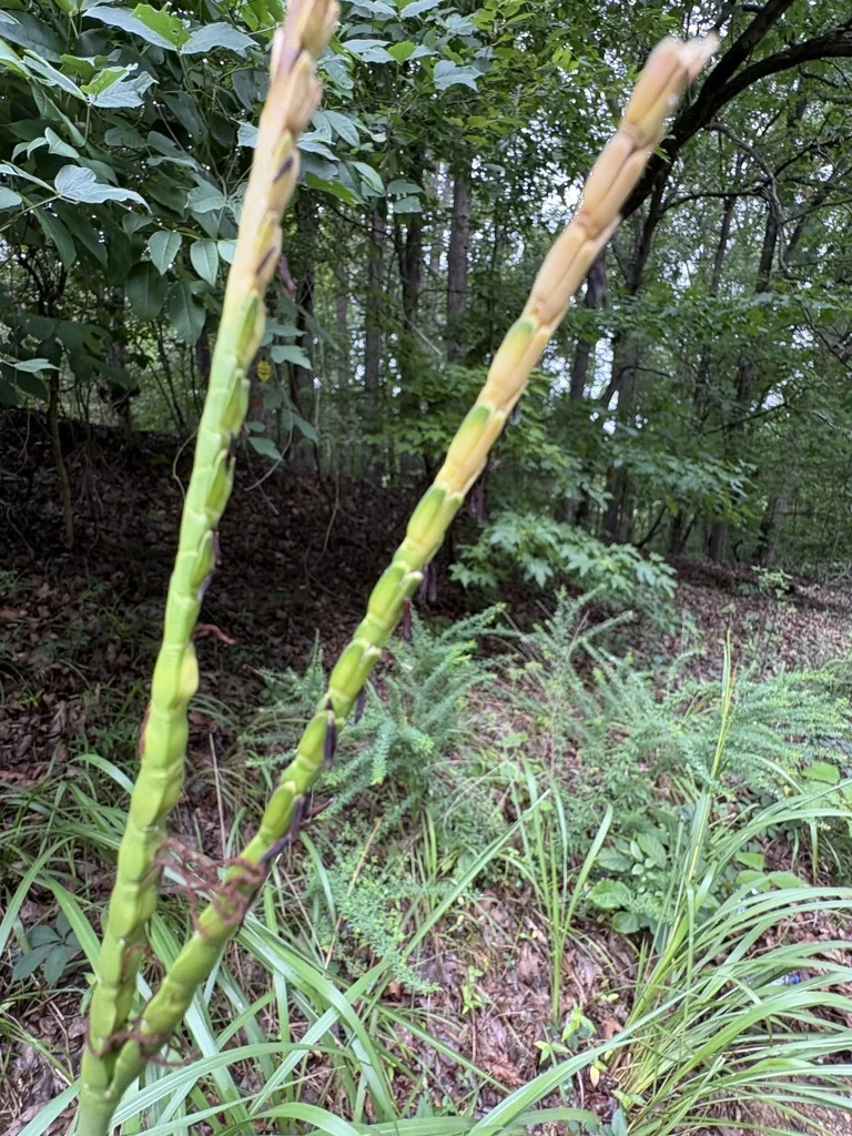 Tripsacum Dactyloides
