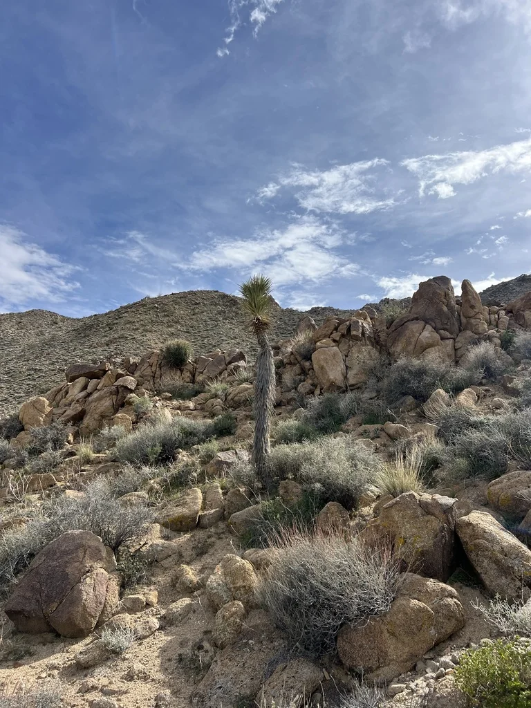 Yucca Brevifolia