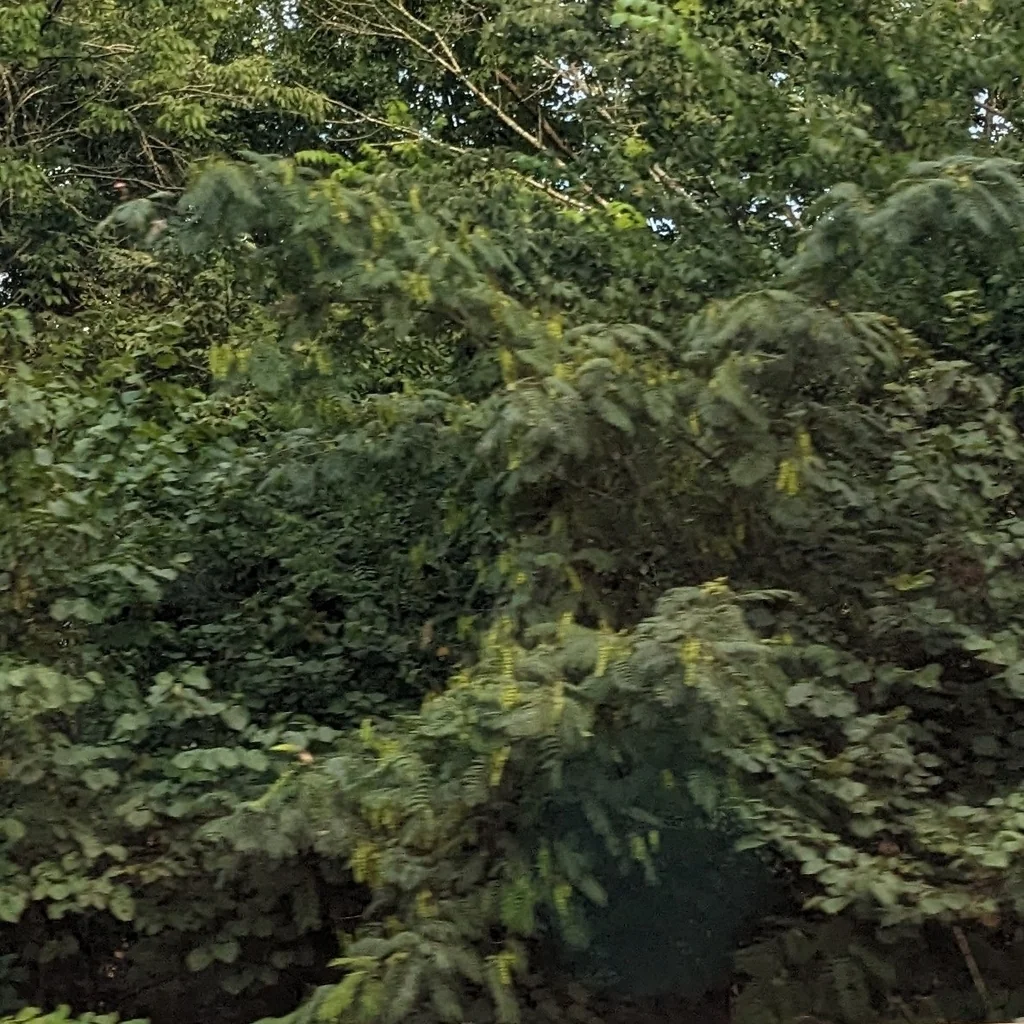 Albizia Julibrissin