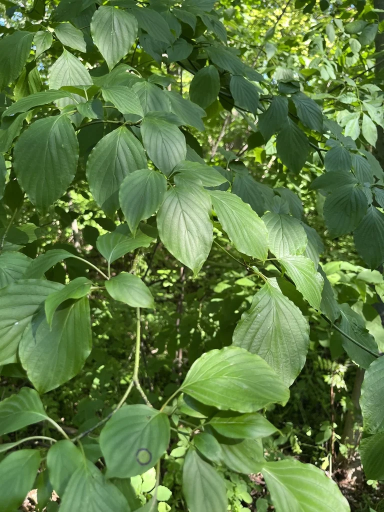 Cornus Alternifolia