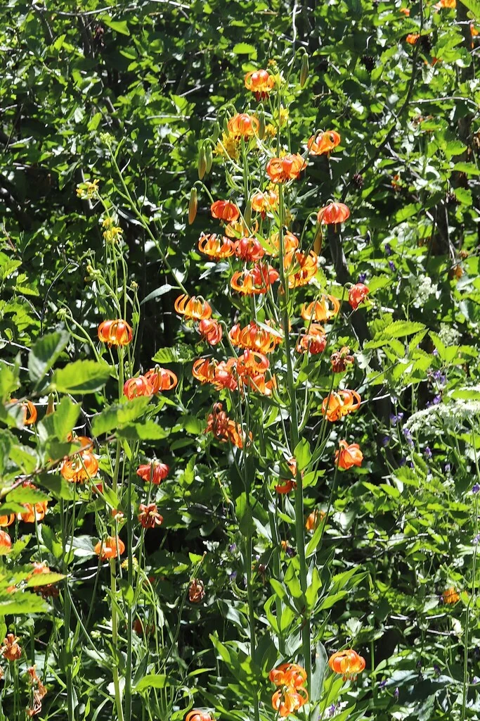 Lilium Pardalinum