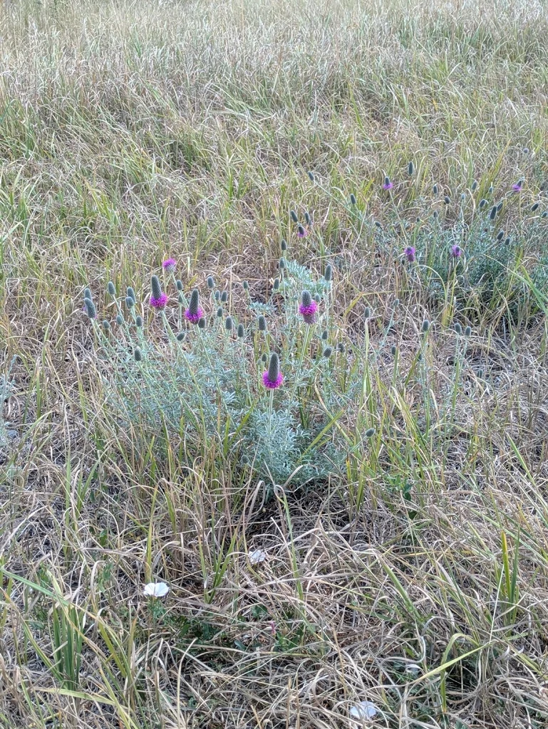 Dalea Purpurea