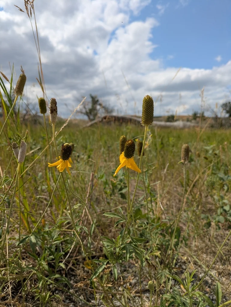 Ratibida Columnifera