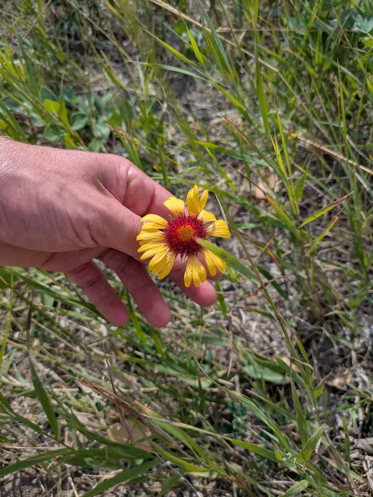 Gaillardia Aristata