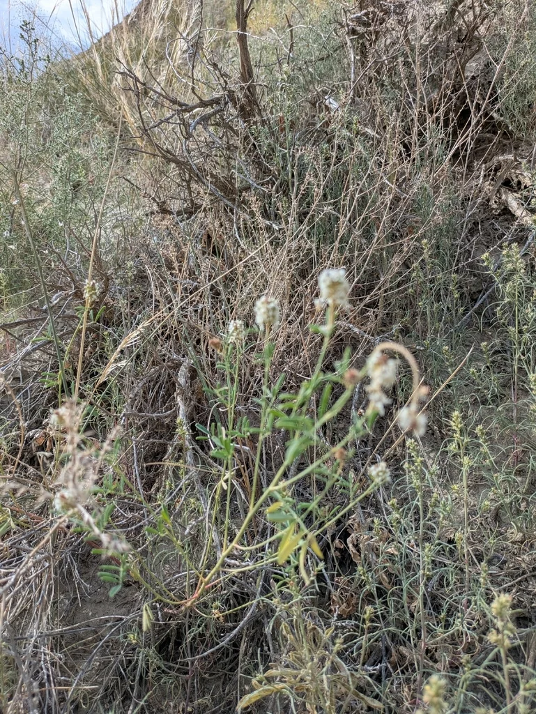 Dalea Candida
