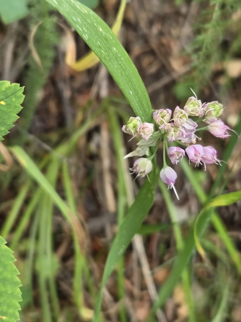 Allium Cernuum